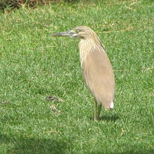 squacco heron