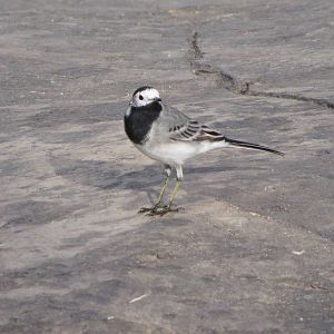 white wagtail