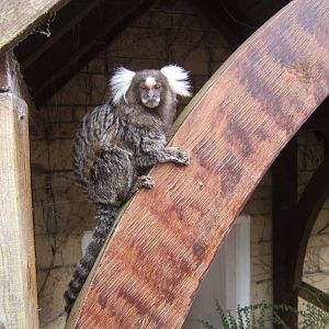 Free range Common Marmoset
