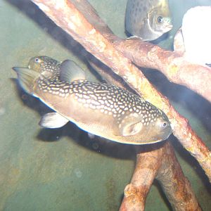Milkspotted Puffer (Chelonodon patoca)