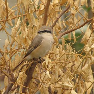 lsabelline shrike