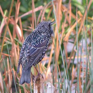 common starling