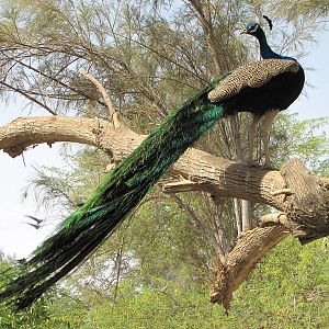 indian peafowl