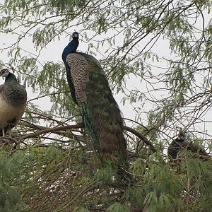 indian peafowl