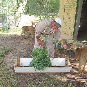 chinese water deer