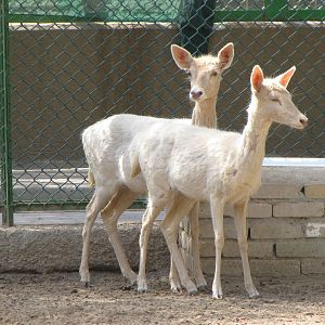 fallow deer-albino