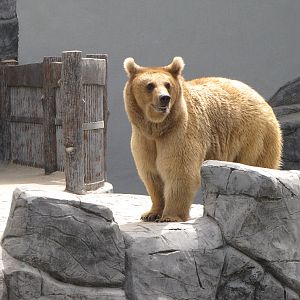 syrian brown bear