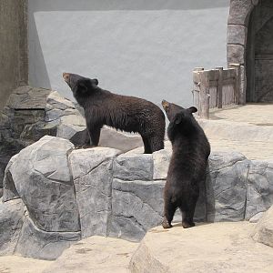 asian black bear