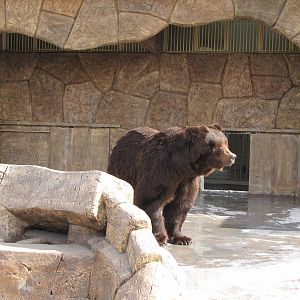 brown bear