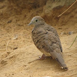zebra dove