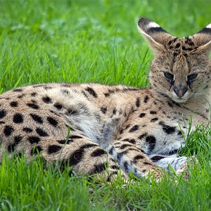 Serval