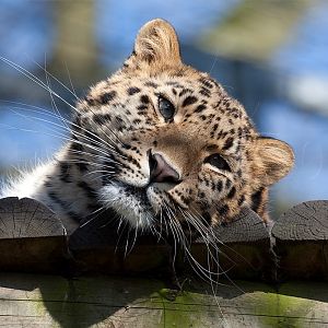 Amur (Siberian) Leopard