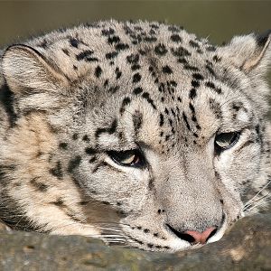Snow Leopard