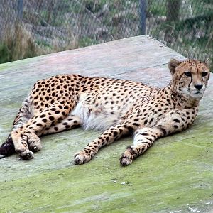 Cheetah