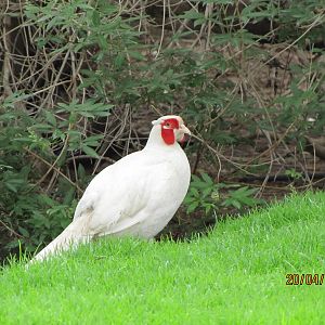 common pheasant-white