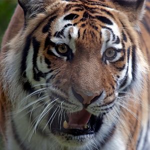 Amur (Siberian) Tiger