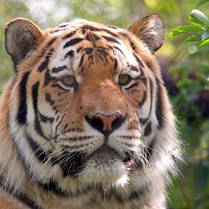 Amur (Siberian) Tiger