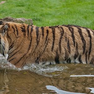 Amur (Siberian) Tiger
