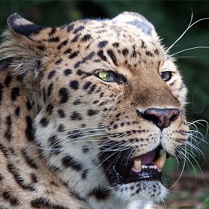 Amur (Siberian) Leopard