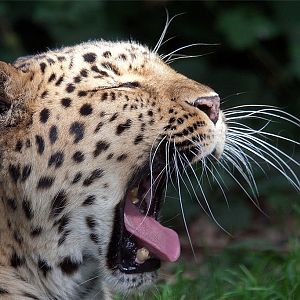Amur (Siberian) Leopard