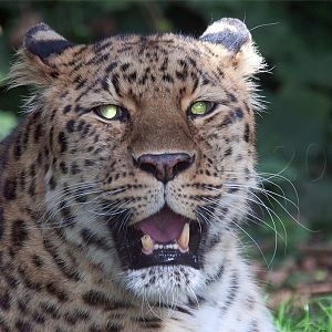 Amur (Siberian) Leopard