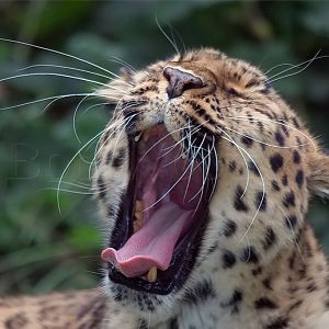 Amur (Siberian) Leopard