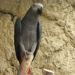 grey parrot