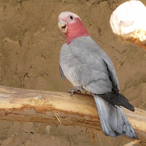 Galah or Rose-breasted Cockatoos