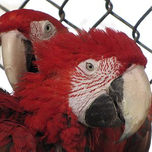 green winged macaw