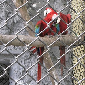 green winged macaw