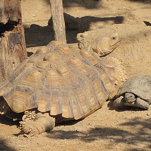 african turtle