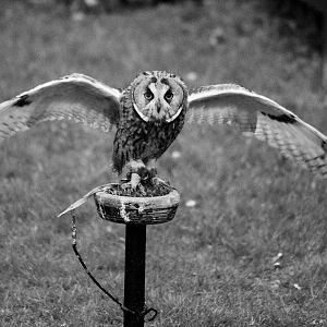 SHORT EARED OWL MORE IN THUMBNAILS
