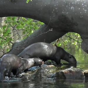 Giant Otters