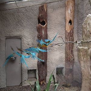 Blue throated macaws