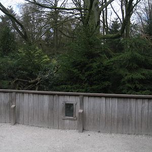 Crab eating raccoons