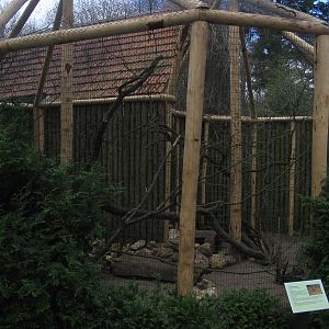 Narrow striped mungo's
