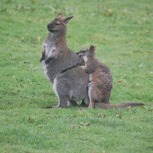 New Hybrid on the Way?