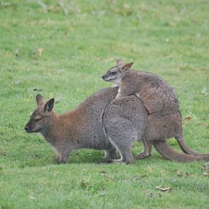 New Hybrid on the Way?