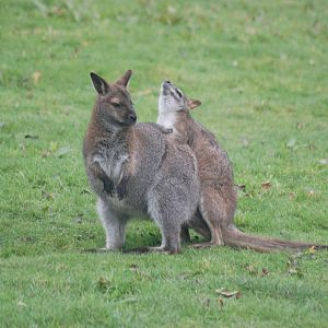 New Hybrid on the Way?