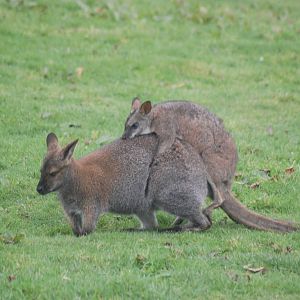 New Hybrid on the Way?