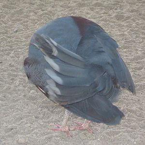 blue crowned pigeon (Goura cristata)
