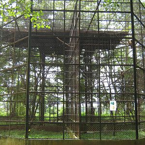 aviaries for Brahminy kites (Haliastur indus)
