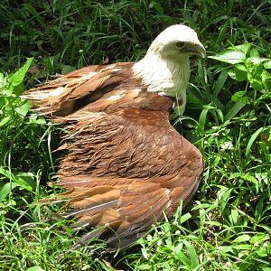 Brahminy kite (Haliastur indus)