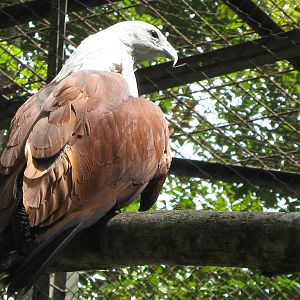 Brahminy kite (Haliastur indus)