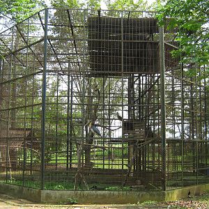 aviary for lesser adjutants (Leptoptilos javanicus)