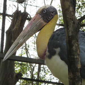lesser adjutant (Leptoptilos javanicus)