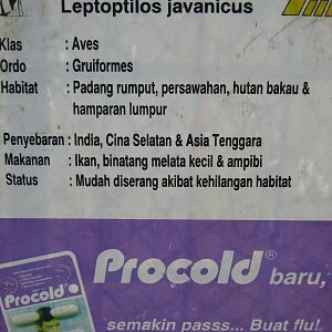 signage for lesser adjutant (Leptoptilos javanicus)