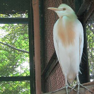 cattle egret (Bubulcus ibis)