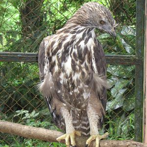 changeable hawk-eagle (Spizaetus cirrhatus)?