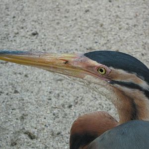 purple heron (Ardea purpurea)